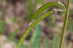 Spiked hoarypea